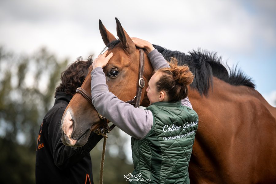 Photo de Coline Gosset faisant de l'ostéopathie à un cheval