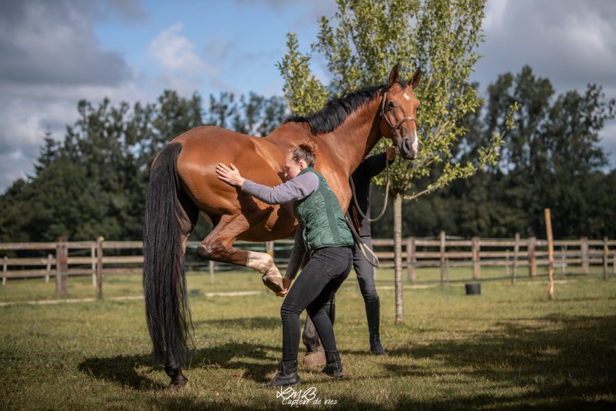 Photo de Coline Gosset faisant de l'ostéopathie à un cheval