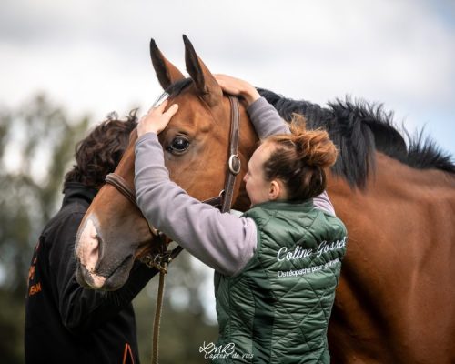 Photo de Coline Gosset faisant de l'ostéopathie à un cheval