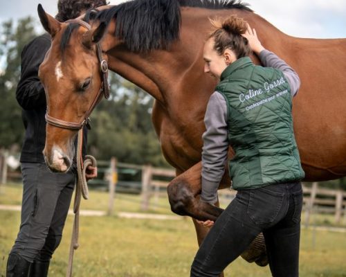 Photo de Coline Gosset faisant de l'ostéopathie à un cheval