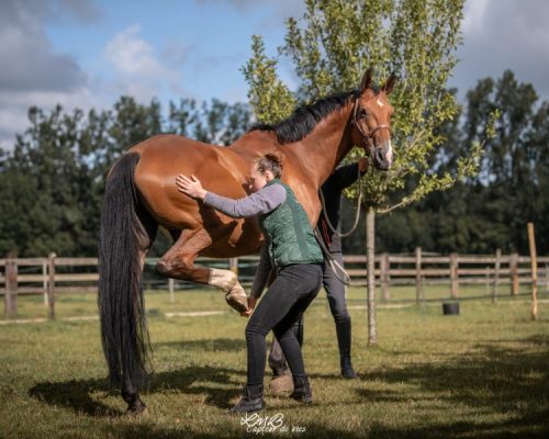 Photo de Coline Gosset faisant de l'ostéopathie à un cheval